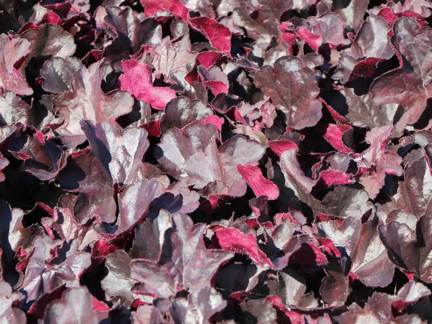 Purpurglöckchen 'Black Forest Cake' 2 Purpurglöckchen 'Black Forest Cake' – Bild 2