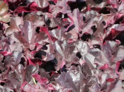 Purpurglöckchen 'Black Forest Cake' 6 Purpurglöckchen 'Black Forest Cake' -Edelrosen Geschaft purpurgloeckchen black forest cake m117869 w 1