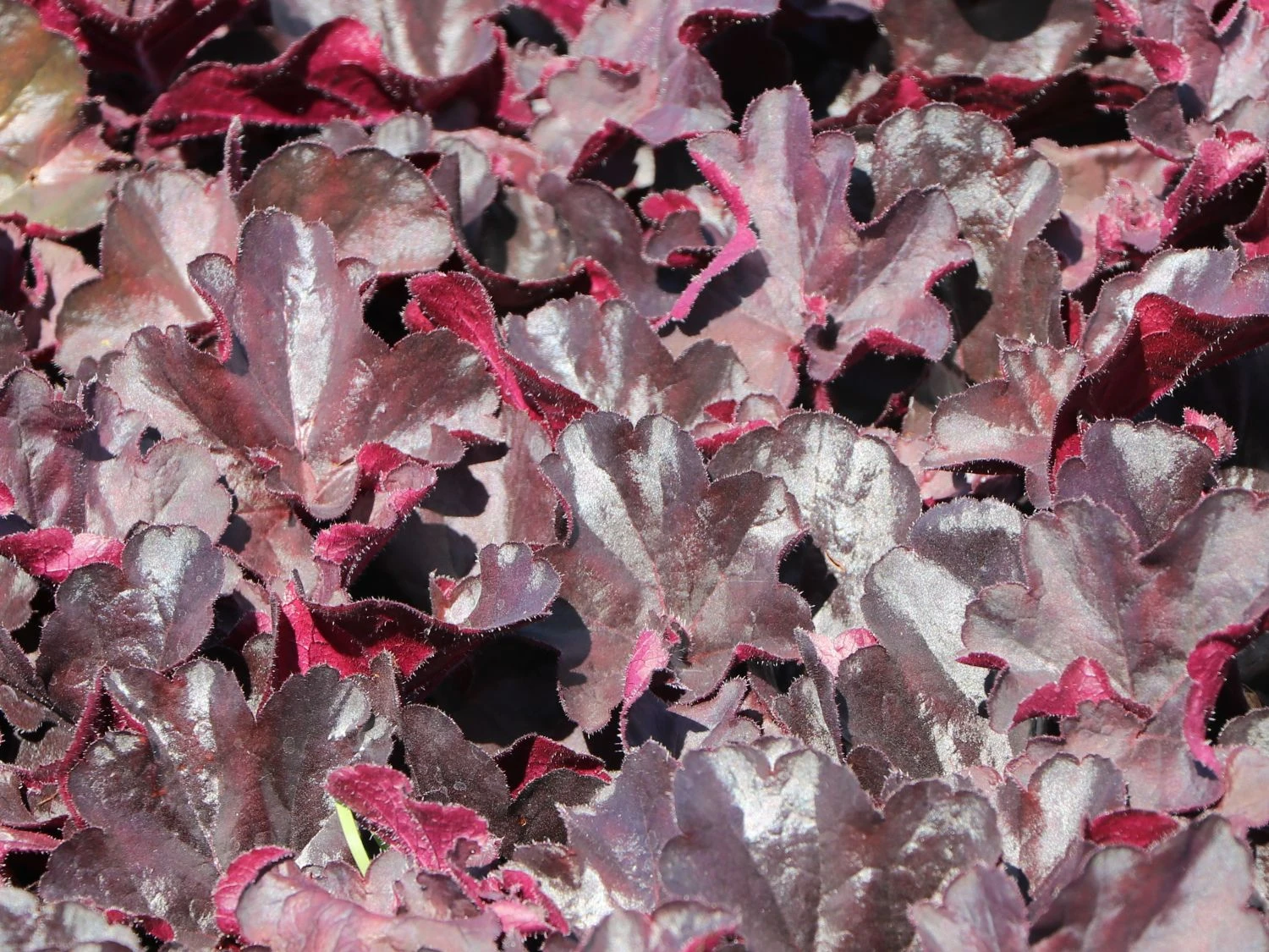 Purpurglöckchen 'Black Forest Cake' 3 Purpurglöckchen 'Black Forest Cake' – Bild 3