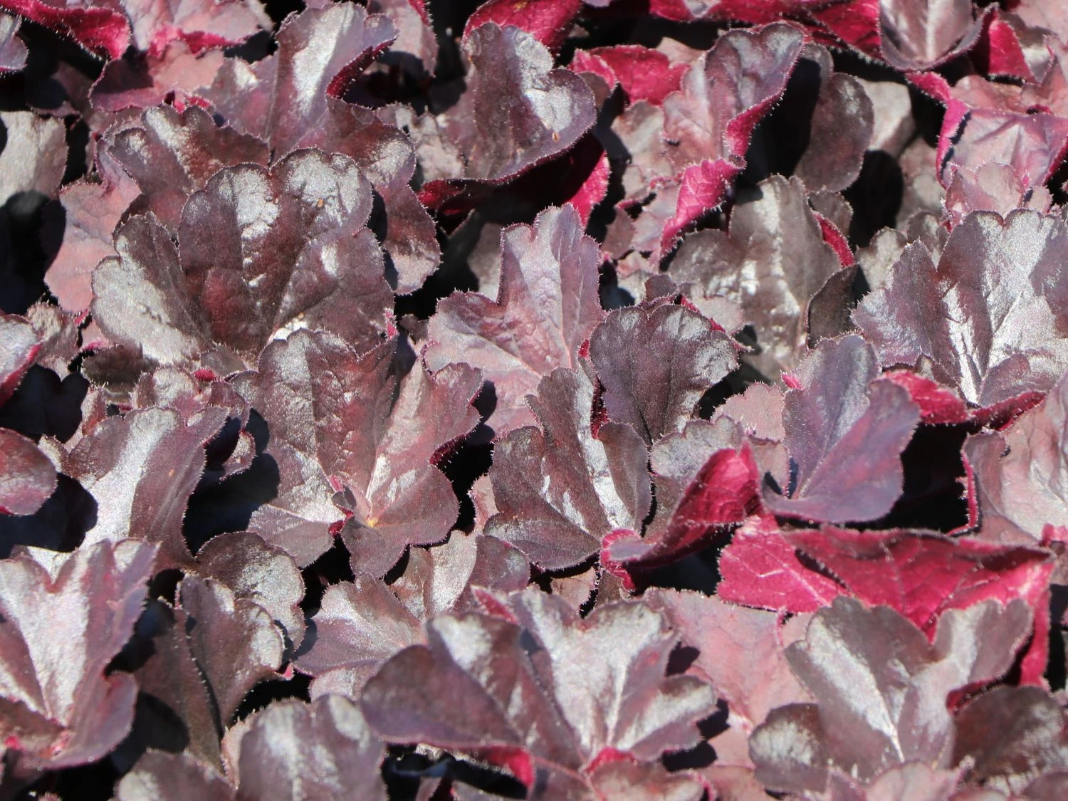 Purpurglöckchen 'Black Forest Cake' 4 Purpurglöckchen 'Black Forest Cake' – Bild 4