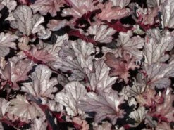 Purpurglöckchen 'Huckleberry'