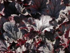 Purpurglöckchen 'Huckleberry' 9 Purpurglöckchen 'Huckleberry' -Edelrosen Geschaft purpurgloeckchen huckleberry m118015 w 0