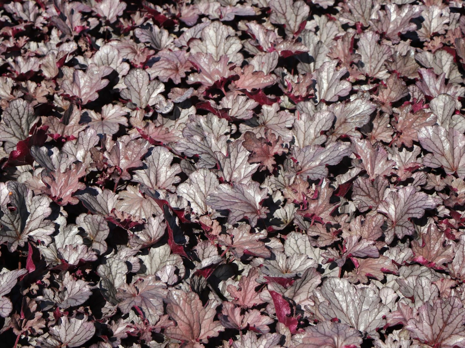 Purpurglöckchen 'Huckleberry' 2 Purpurglöckchen 'Huckleberry' – Bild 2