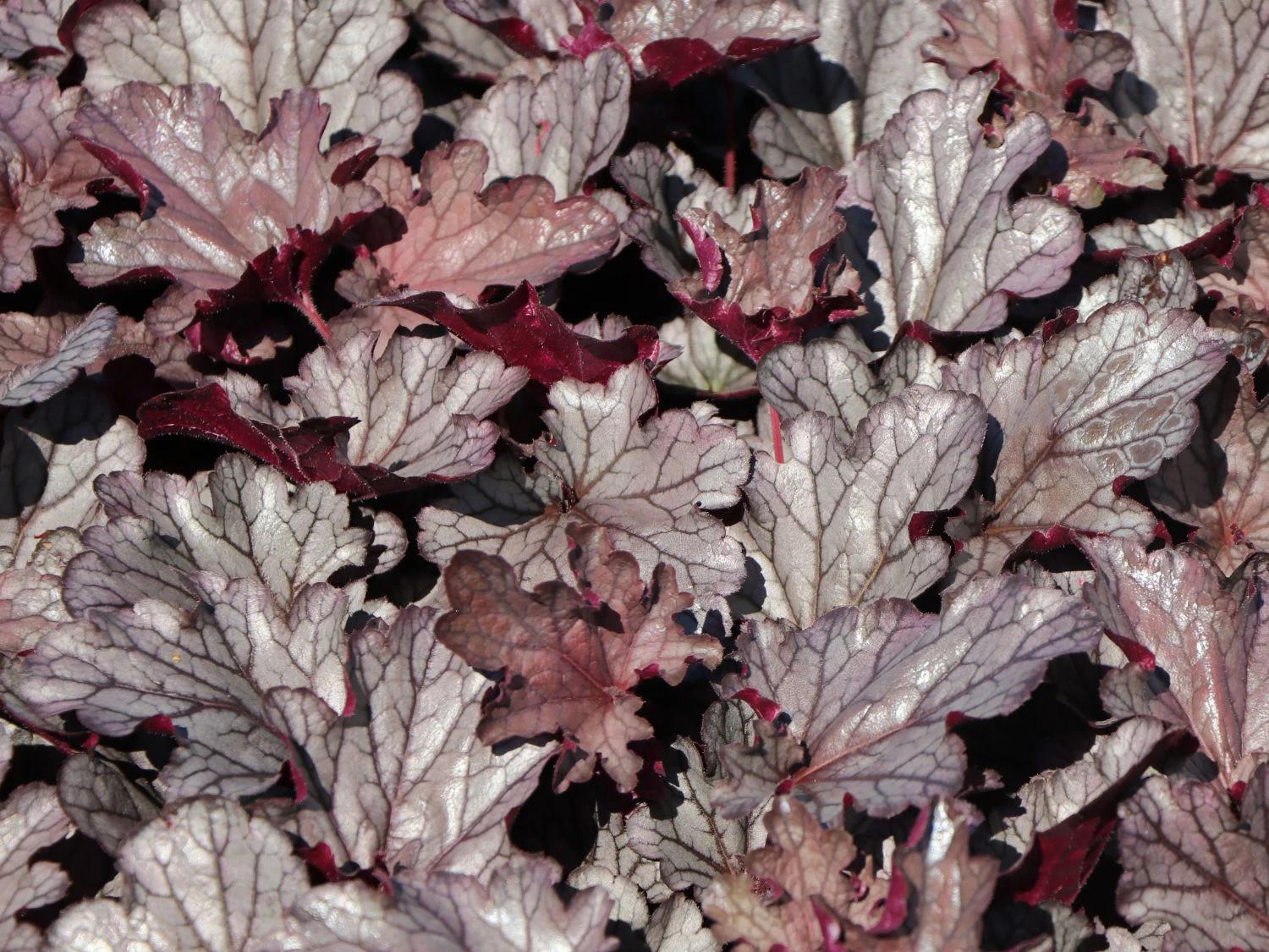 Purpurglöckchen 'Huckleberry' 3 Purpurglöckchen 'Huckleberry' – Bild 3