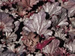 Purpurglöckchen 'Huckleberry' 10 Purpurglöckchen 'Huckleberry' -Edelrosen Geschaft purpurgloeckchen huckleberry m118015 w 3