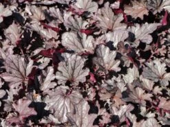 Purpurglöckchen 'Huckleberry' 11 Purpurglöckchen 'Huckleberry' -Edelrosen Geschaft purpurgloeckchen huckleberry m118015 w 4