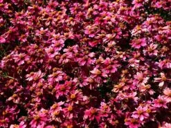 Quirlblättriges Mädchenauge 'Red Ruby' -Edelrosen Geschaft quirlblaettriges maedchenauge red ruby m077369 w 1