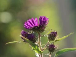 Raublatt-Aster 'Violetta' -Edelrosen Geschaft raublatt aster violetta m057803 w 2
