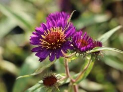 Raublatt-Aster 'Violetta' -Edelrosen Geschaft raublatt aster violetta m057803 w 3