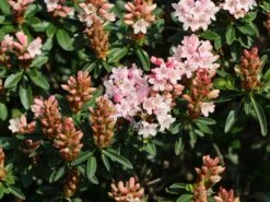 Rhododendron 'Bloombux' ® (Pink) -Edelrosen Geschaft rhododendron bloombux m087267 w 6