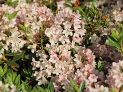 Rhododendron 'Bloombux' ® (Pink) -Edelrosen Geschaft rhododendron bloombux pink m087267 w 0