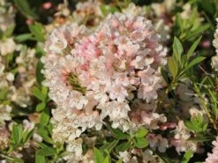 Rhododendron 'Bloombux' ® (Pink) -Edelrosen Geschaft rhododendron bloombux pink m087267 w 2