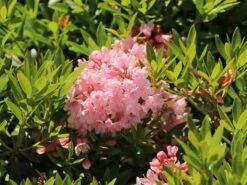 Rhododendron 'Bloombux' ® (Pink) -Edelrosen Geschaft rhododendron bloombux pink m087267 w 4