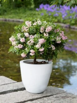 Rhododendron 'Bloombux' ® (Pink) -Edelrosen Geschaft rhododendron bloombux pink m087267 w 8