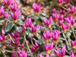 Rhododendron 'Lady Dark' ® -Edelrosen Geschaft rhododendron lady dark m096755 w 1