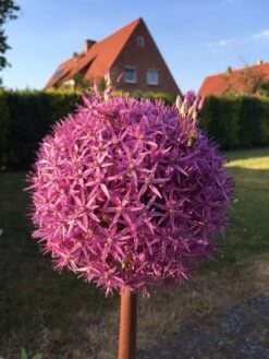 Riesen-Lauch -Edelrosen Geschaft riesen lauch m012567 528630 0