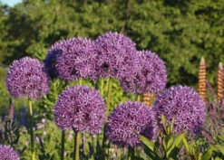 Riesen-Lauch -Edelrosen Geschaft riesen lauch m012567 w 1