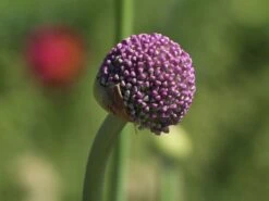 Riesen-Lauch -Edelrosen Geschaft riesen lauch m012567 w 2