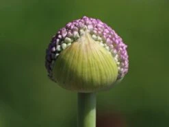 Riesen-Lauch -Edelrosen Geschaft riesen lauch m012567 w 3