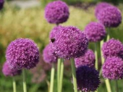 Riesen-Lauch -Edelrosen Geschaft riesen lauch m012567 w 4