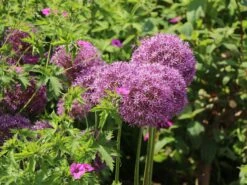 Riesen-Lauch -Edelrosen Geschaft riesen lauch m012567 w 6