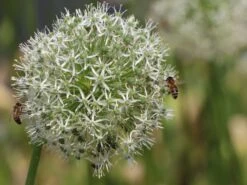 Riesen Lauch 'Mont Blanc'