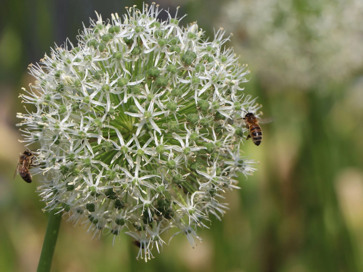 Riesen Lauch 'Mont Blanc' 1 Riesen Lauch 'Mont Blanc'