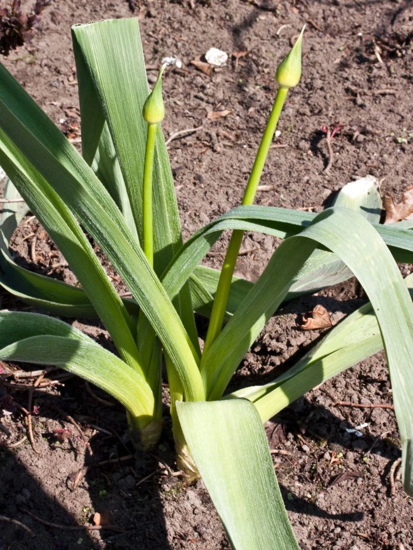 Riesen Lauch 'Mont Blanc' 8 Riesen Lauch 'Mont Blanc' – Bild 8