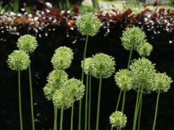 Riesen Lauch 'Mont Blanc' 15 Riesen Lauch 'Mont Blanc' -Edelrosen Geschaft riesen lauch mont blanc m088178 w 8