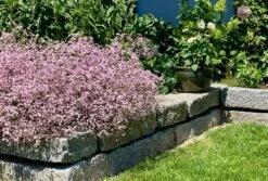 Rispiges Schleierkraut 'Festival Pink Lady' -Edelrosen Geschaft rispiges schleierkraut festival pink lady m058696 631967 0