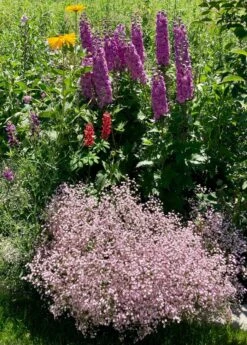 Rispiges Schleierkraut 'Festival Pink Lady' -Edelrosen Geschaft rispiges schleierkraut festival pink lady m058696 631967 0