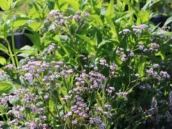 Rispiges Schleierkraut 'Festival Pink Lady' -Edelrosen Geschaft rispiges schleierkraut festival pink lady m058696 w 0