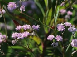 Rispiges Schleierkraut 'Festival Pink Lady' -Edelrosen Geschaft rispiges schleierkraut festival pink lady m058696 w 1