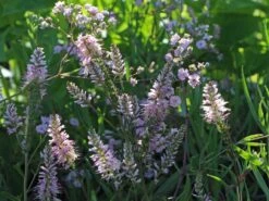 Rispiges Schleierkraut 'Festival Pink Lady' -Edelrosen Geschaft rispiges schleierkraut festival pink lady m058696 w 2