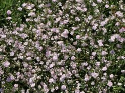 Rispiges Schleierkraut 'Festival Pink Lady' -Edelrosen Geschaft rispiges schleierkraut festival pink lady m058696 w 3