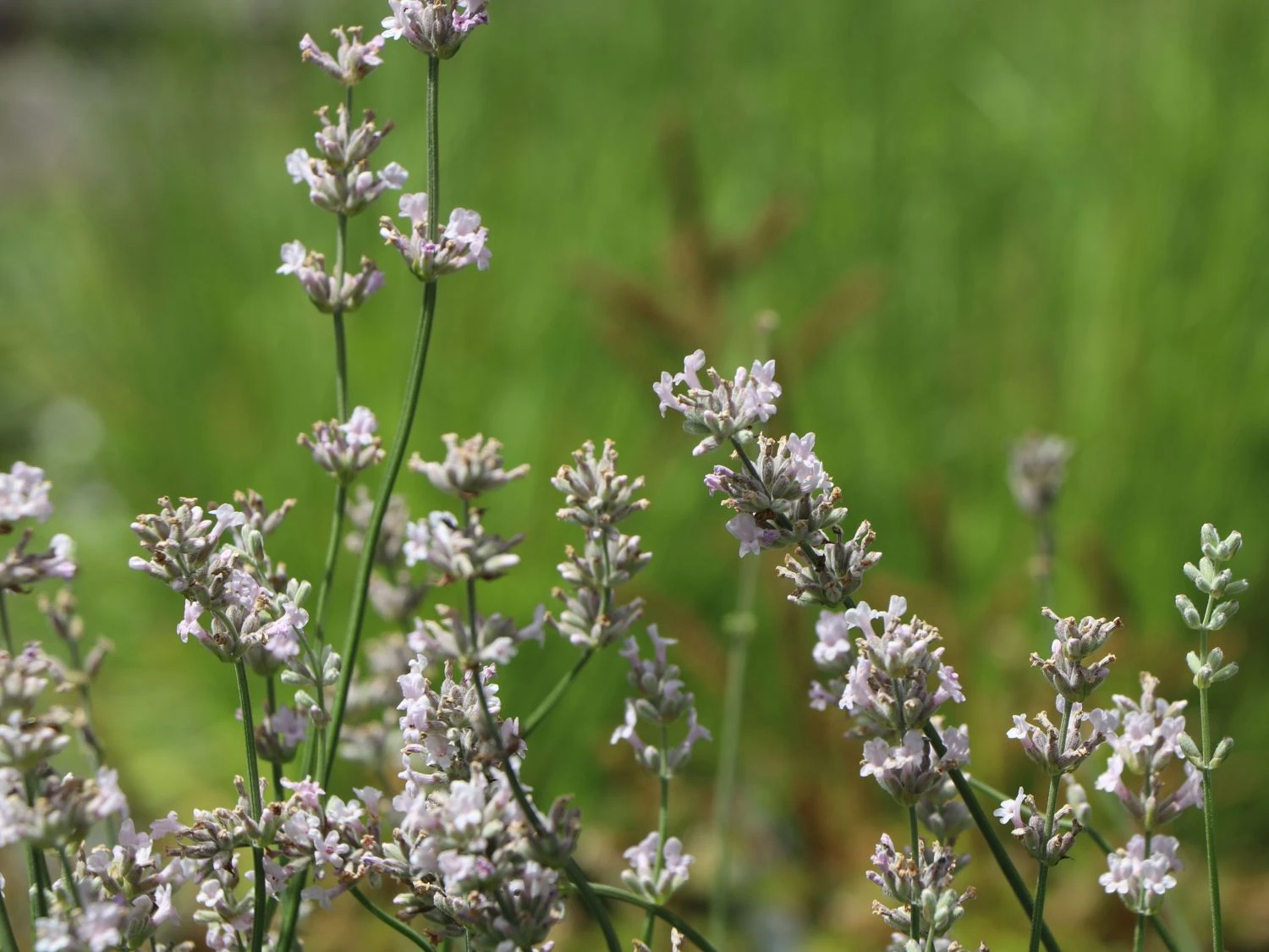 Rosablühender Lavendel 'Rosea' 3 Rosablühender Lavendel 'Rosea' – Bild 3