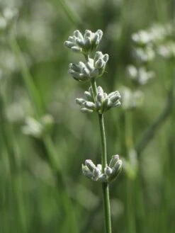 Rosablühender Lavendel 'Rosea' 15 Rosablühender Lavendel 'Rosea' -Edelrosen Geschaft rosabluehender lavendel rosea m044868 w 3