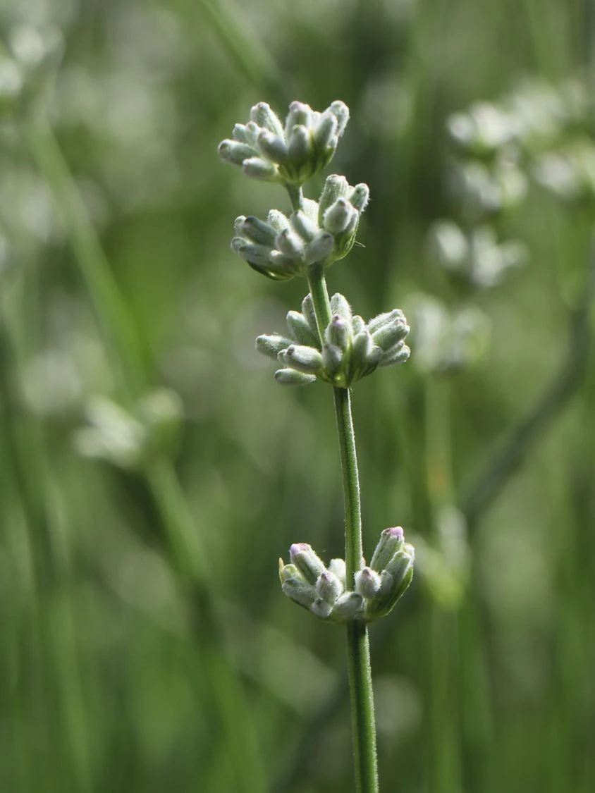 Rosablühender Lavendel 'Rosea' 8 Rosablühender Lavendel 'Rosea' – Bild 8