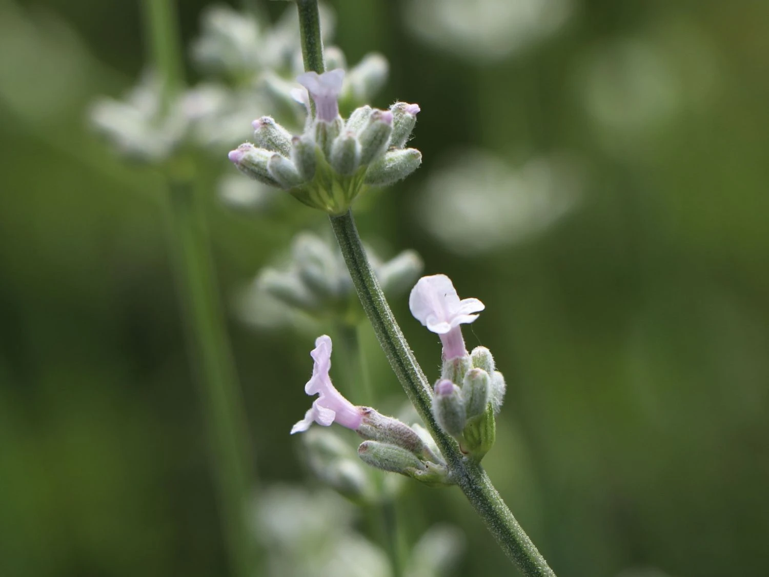 Rosablühender Lavendel 'Rosea' 7 Rosablühender Lavendel 'Rosea' – Bild 7