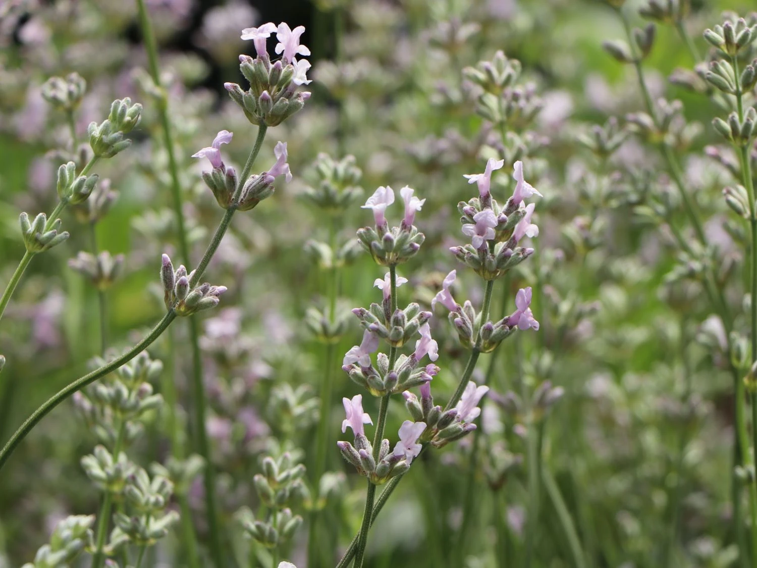 Rosablühender Lavendel 'Rosea' 6 Rosablühender Lavendel 'Rosea' – Bild 6