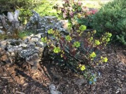 Rotblättrige Wolfsmilch 'Purpurea' -Edelrosen Geschaft rotblaettrige wolfsmilch purpurea m012373 1260141 0