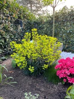 Rotblättrige Wolfsmilch 'Purpurea' -Edelrosen Geschaft rotblaettrige wolfsmilch purpurea m012373 1267502 0