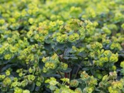 Rotblättrige Wolfsmilch 'Purpurea' -Edelrosen Geschaft rotblaettrige wolfsmilch purpurea m012373 w 2