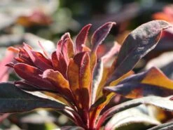 Rotblättrige Wolfsmilch 'Purpurea' -Edelrosen Geschaft rotblaettrige wolfsmilch purpurea m012373 w 4