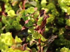 Rotblättrige Wolfsmilch 'Purpurea' -Edelrosen Geschaft rotblaettrige wolfsmilch purpurea m012373 w 5