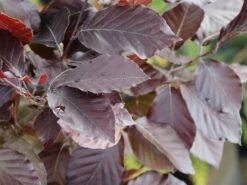 Rotbuche 'Long Red' -Edelrosen Geschaft rotbuche long red m074233 w 0