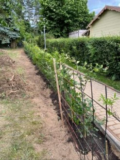 Rotbuche -Edelrosen Geschaft rotbuche m000028 1325271 0