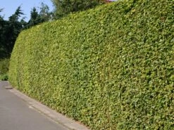 Rotbuche -Edelrosen Geschaft rotbuche m000028 w 0