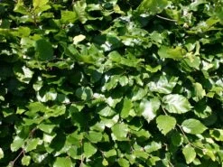 Rotbuche -Edelrosen Geschaft rotbuche m000028 w 1