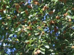 Rotbuche -Edelrosen Geschaft rotbuche m000028 w 10